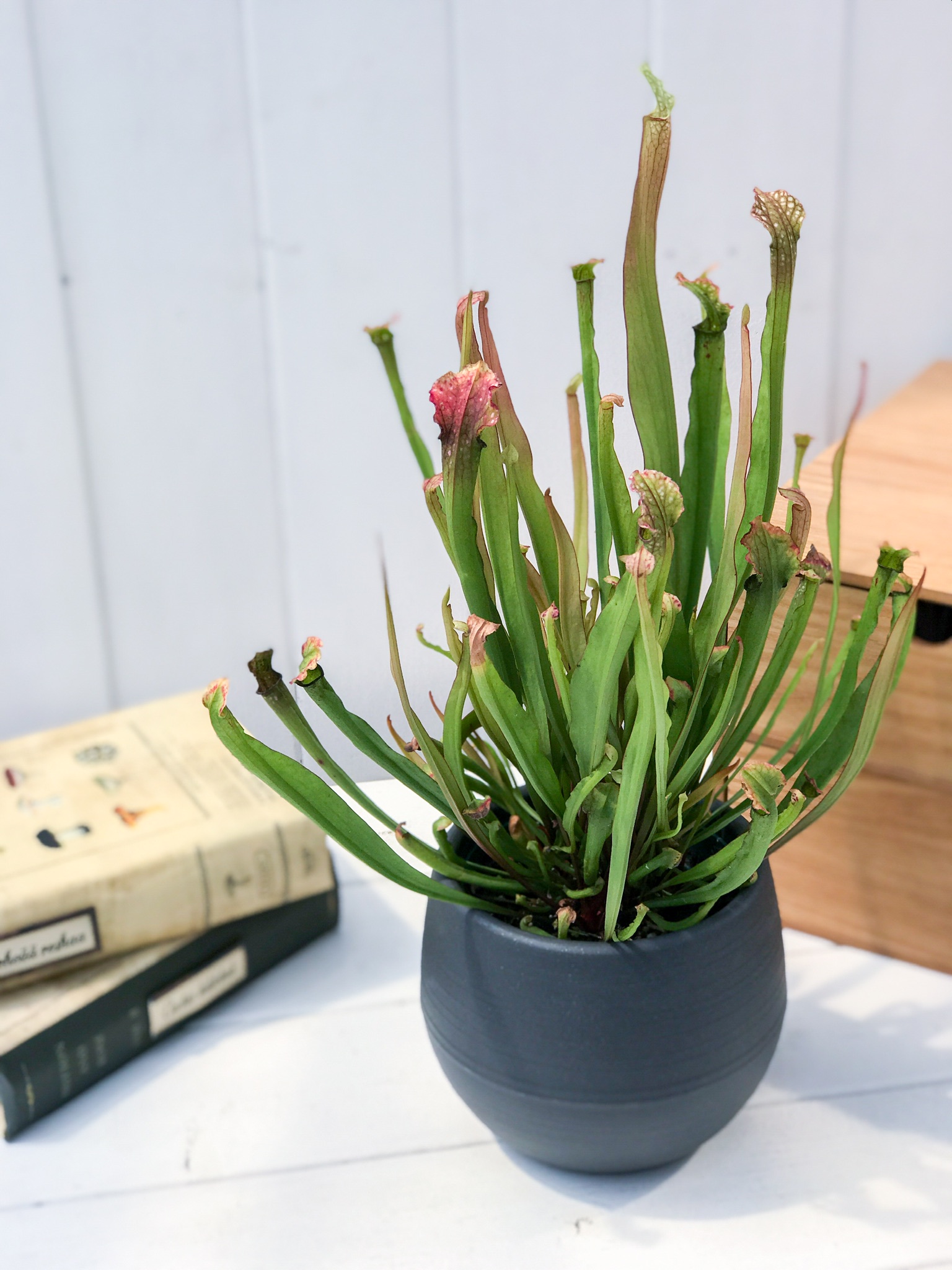 PLANCHU 食虫植物 サラセニア リグレヤナ Sarracenia × Wrigleyana