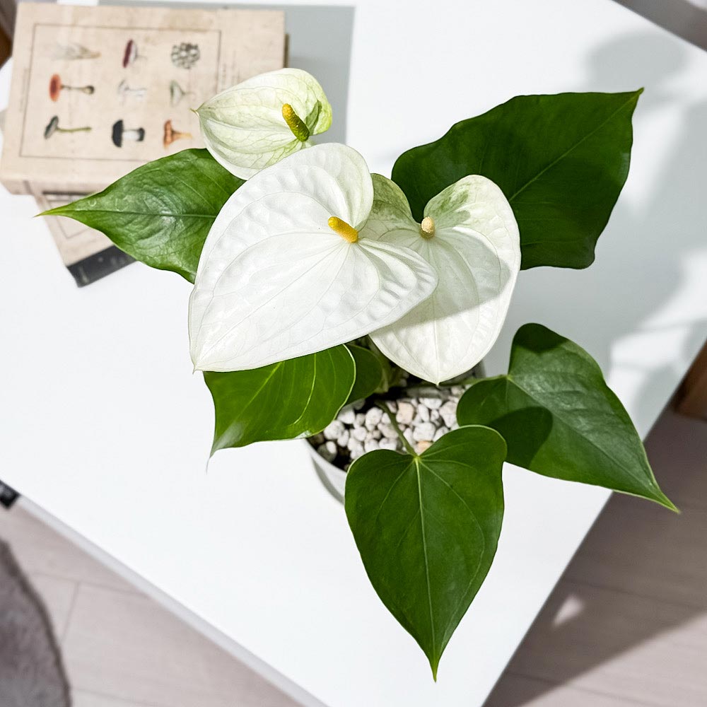 PLANCHU 観葉植物 アンスリウム サモラ Anthurium andraeanum 'Samora