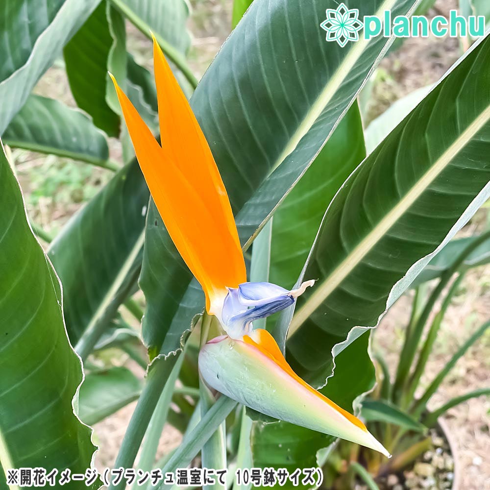 PLANCHU 観葉植物 ストレリチア レギネ Strelitzia reginae 極楽鳥花