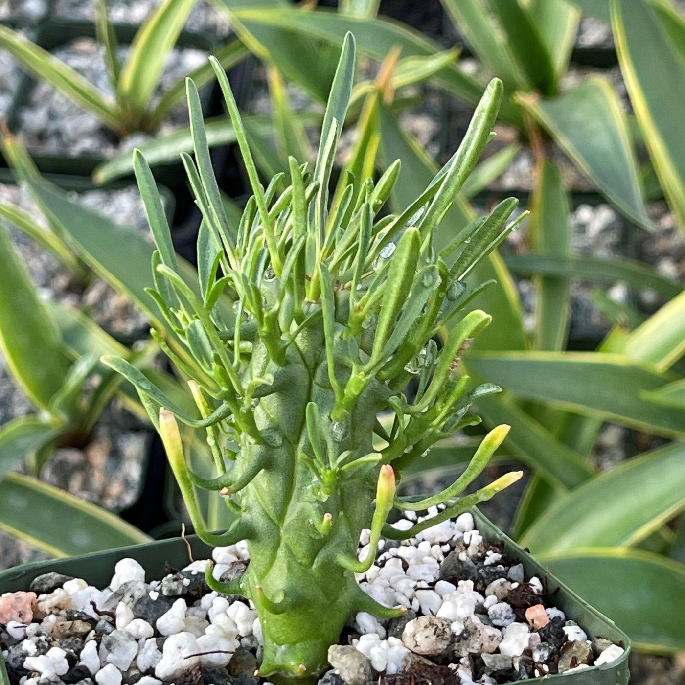 Buy Euphorbia Fasciculata Schoenlandii Succulent | Planet Desert