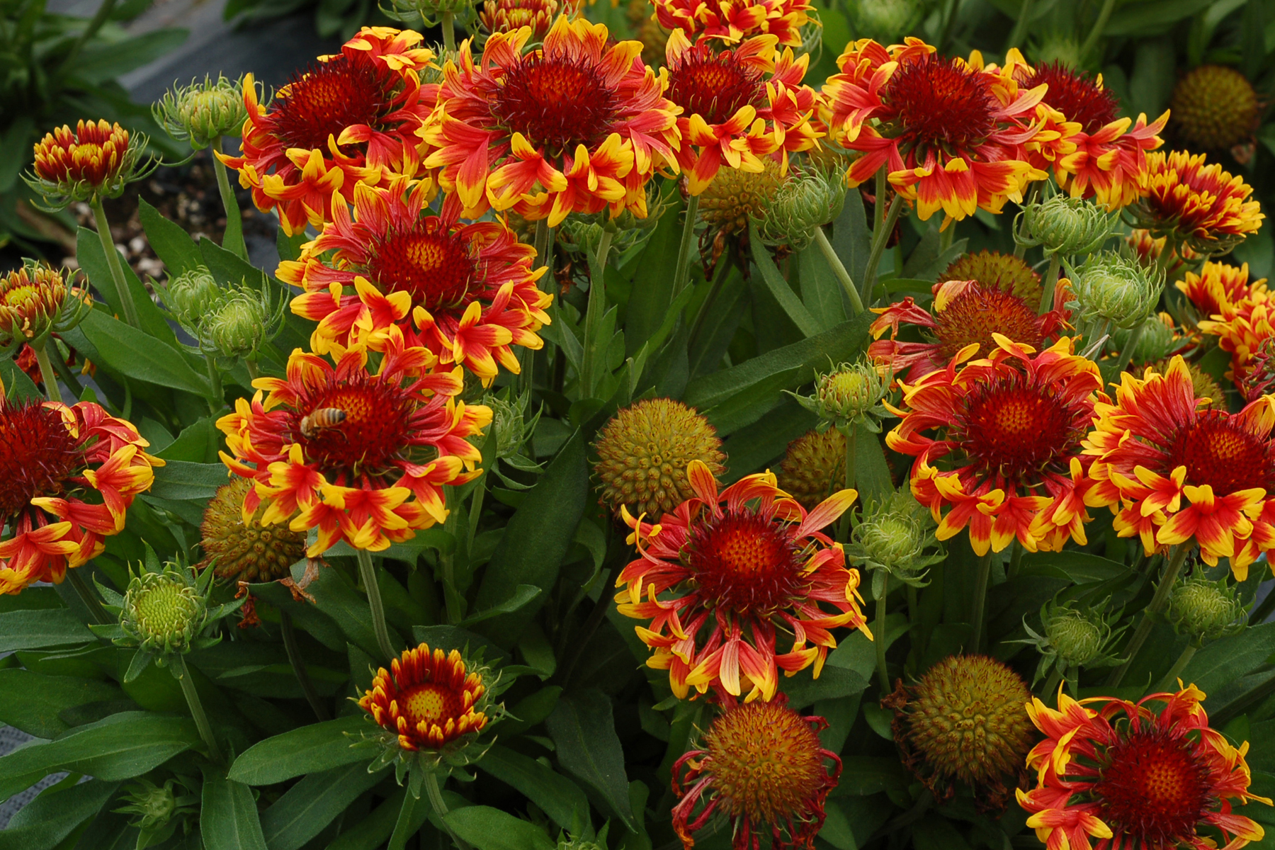 Gaillardia x grandiflora 'Sun Devil' - Sun Devil Blanket Flower
