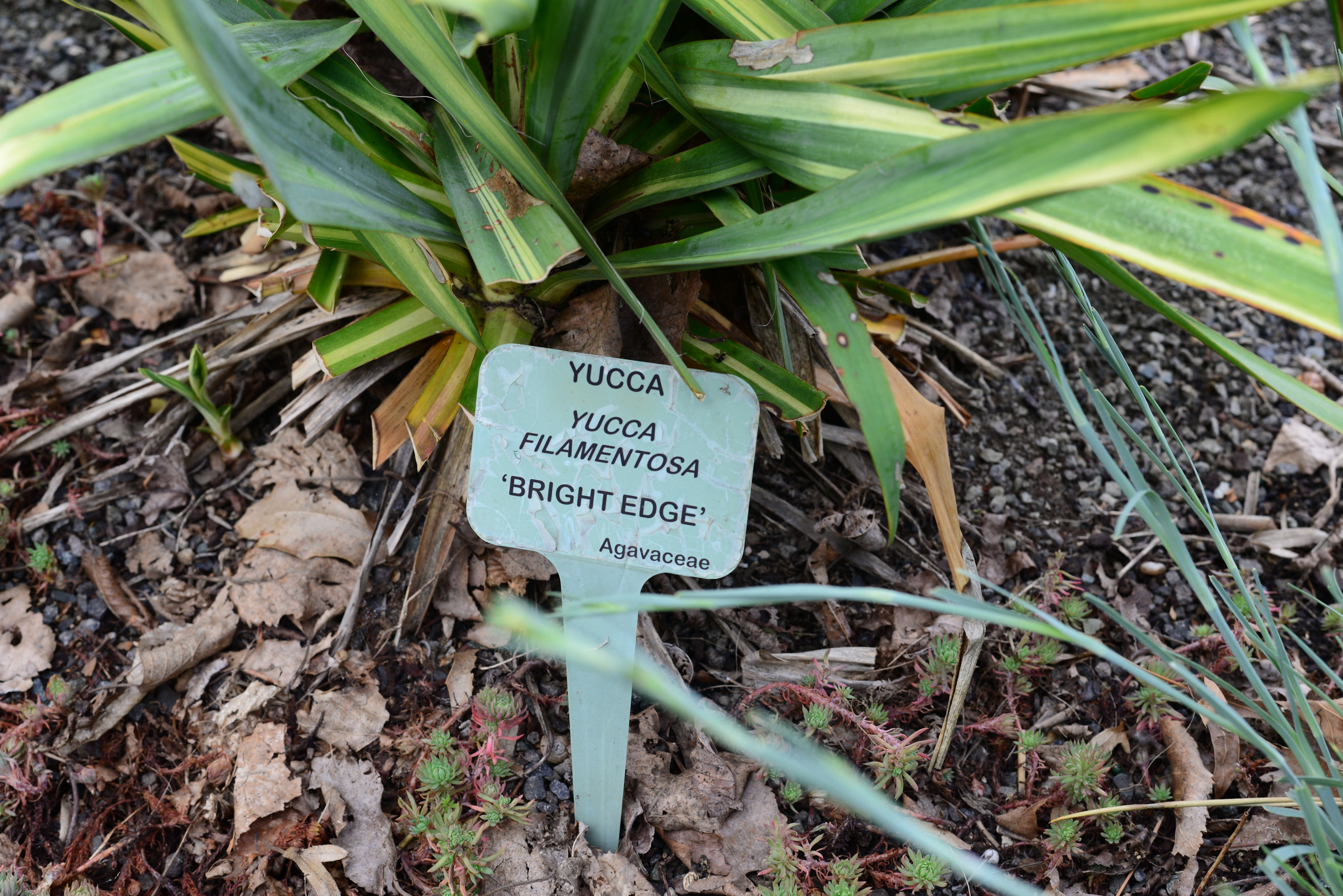 Yucca spp. - Yucca species | PlantMaster