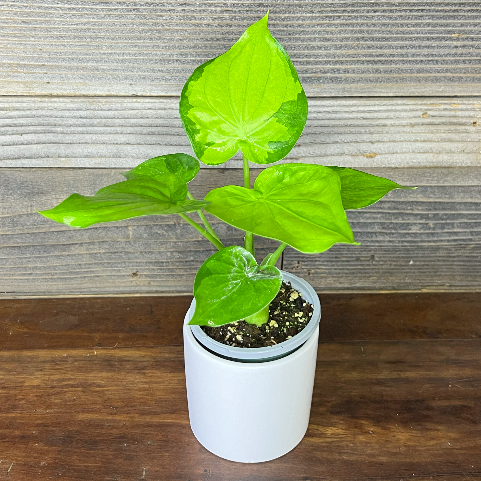 Alocasia Cucullata Variegata | 4