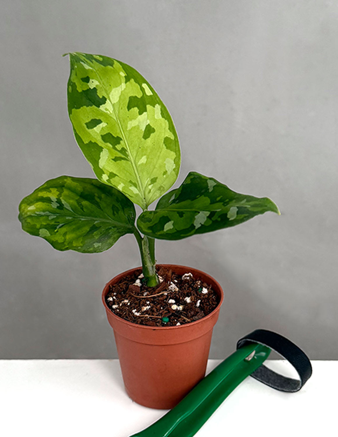 Aglaonema Pictum Tricolor | Houseplant | Always Affordable at