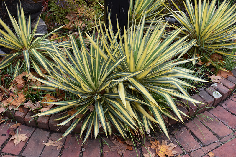 Color Guard Yucca (Yucca filamentosa 'Color Guard') in Inver Grove