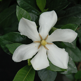 Pinwheel Gardenia (Gardenia jasminoides 'Pinwheel') in Columbia