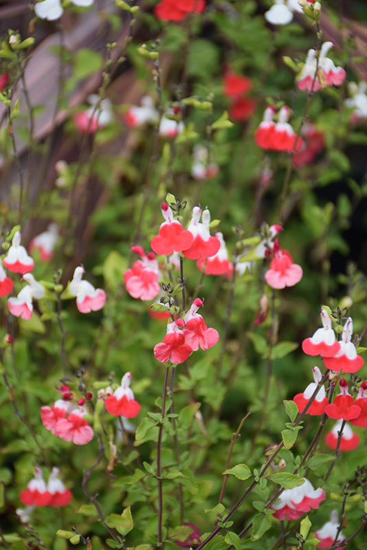 Hot Lips Sage (Salvia microphylla 'Hot Lips') in San Antonio