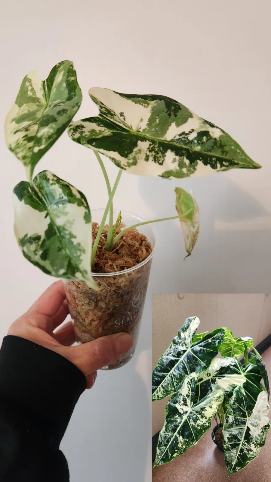 アロカシア – Plants Navi