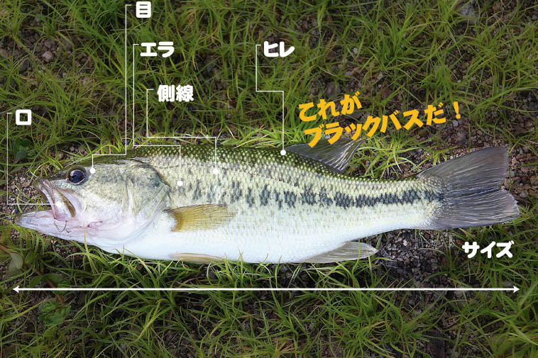 比較］ブラックバスとスモールマウスの特徴の違いは？釣り方は異なる