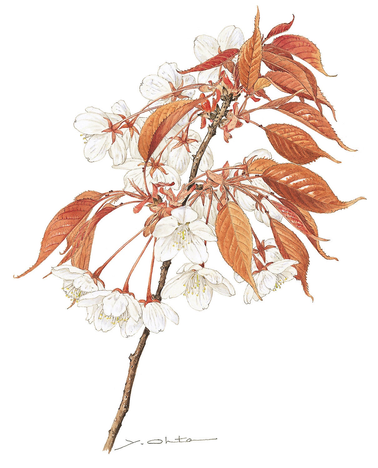 国立科学博物館】企画展「ボタニカルアートで楽しむ日本の桜 －太田洋