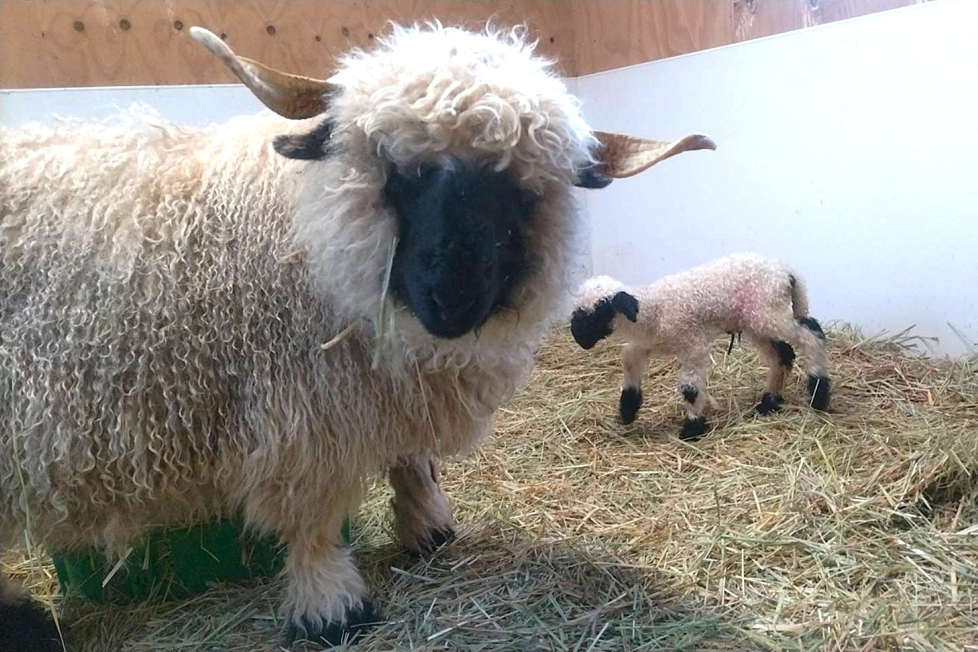 出産ラッシュ‼世界一可愛いと称される羊の赤ちゃん生まれたよ！スイス