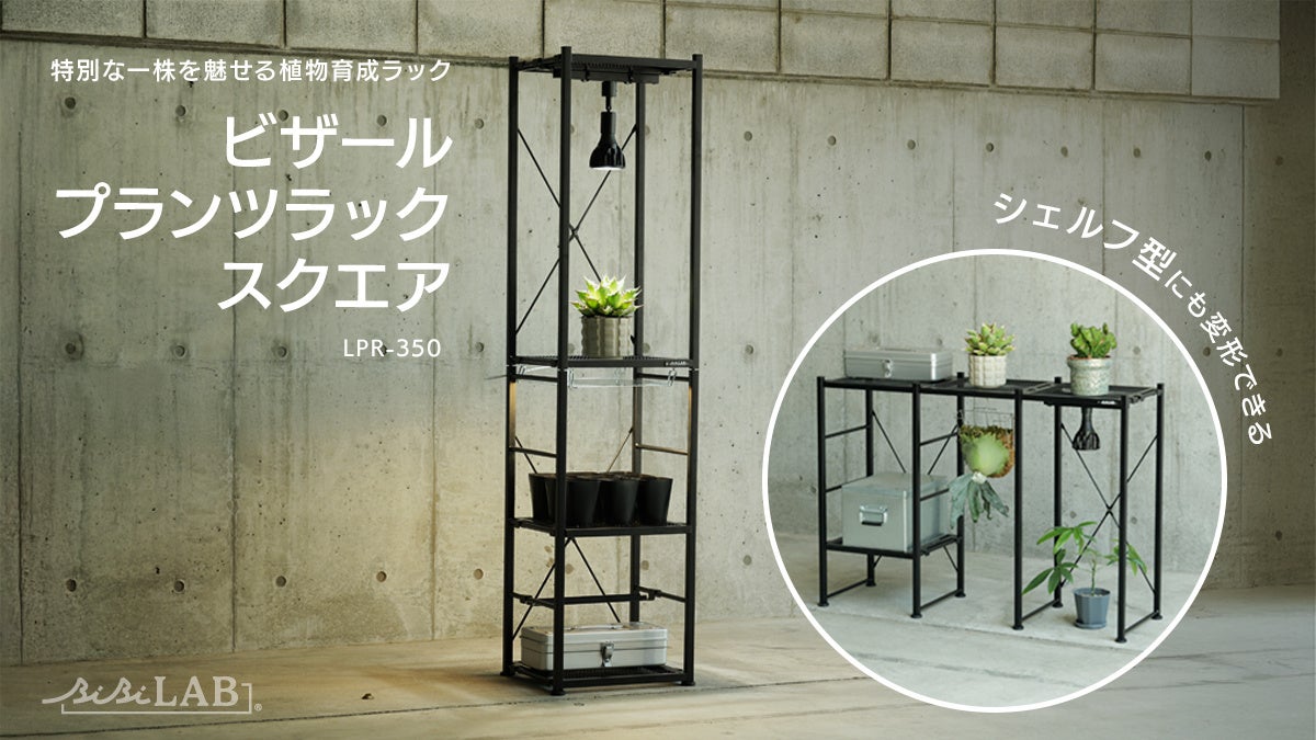 塊根・多肉植物マニアのあなたに】『特別な一株』を育成ライトで照らし