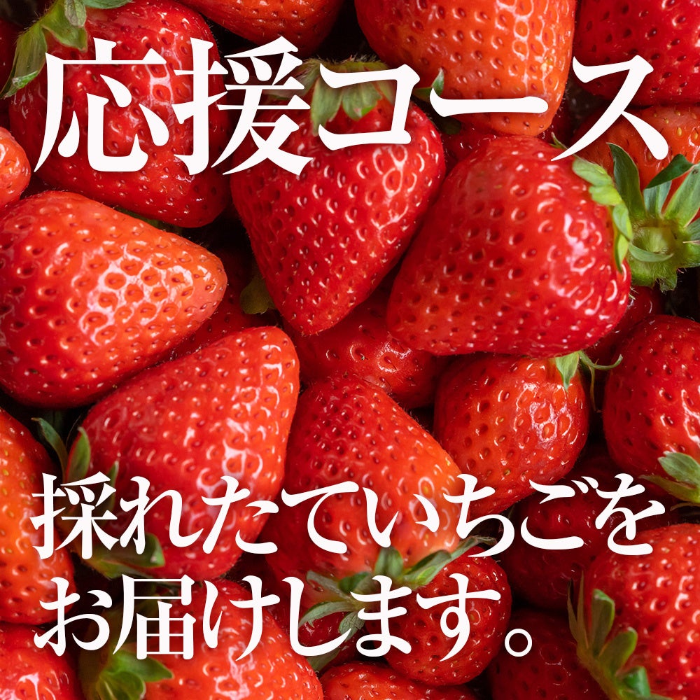 mino-lioが環境に優しいいちごをクラウドファンディングにて販売開始