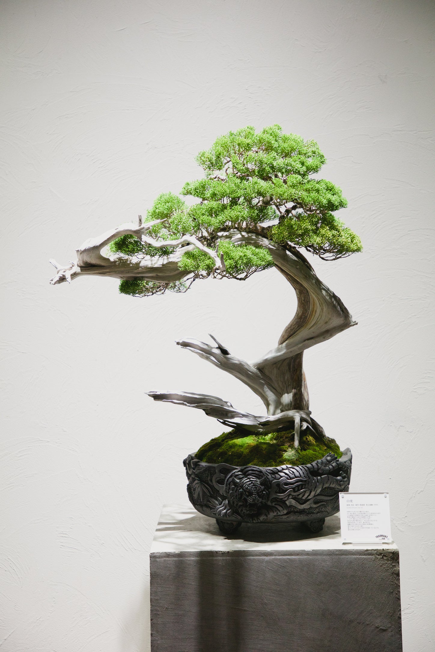 盆栽と瓦鉢のコラボレーション作品「ドラゴン」！盆栽と瓦鉢の