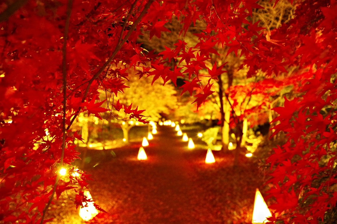 紅葉とイルミネーションの競演！夜間イベント「紅葉見ナイト（もみじみ