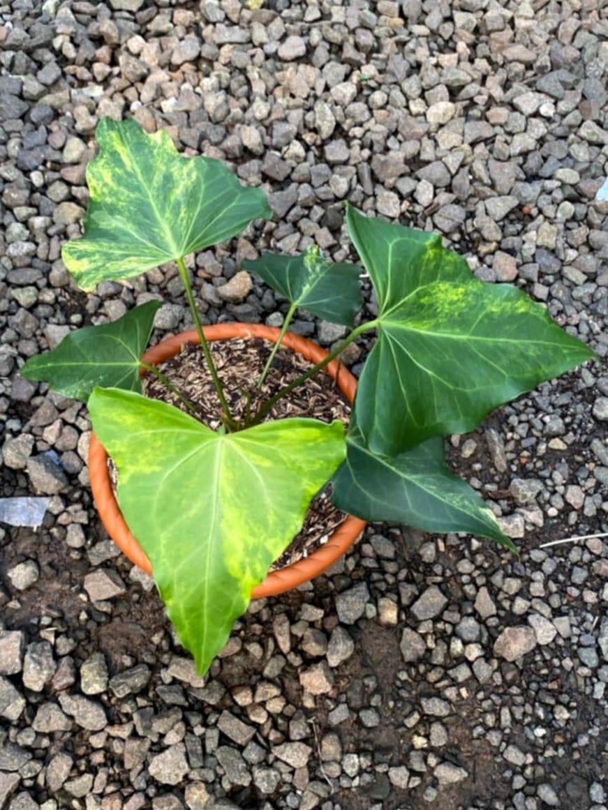 他の人もデルタフォースでこんなこと経験してる？ : r/Anthurium
