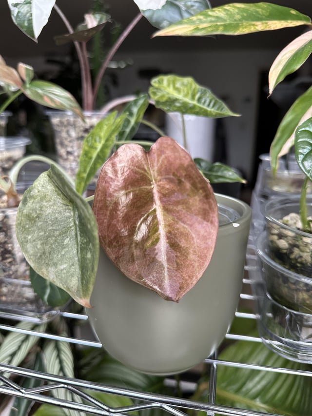 アロカシア・クプレア ピンク斑入り : r/RareHouseplants
