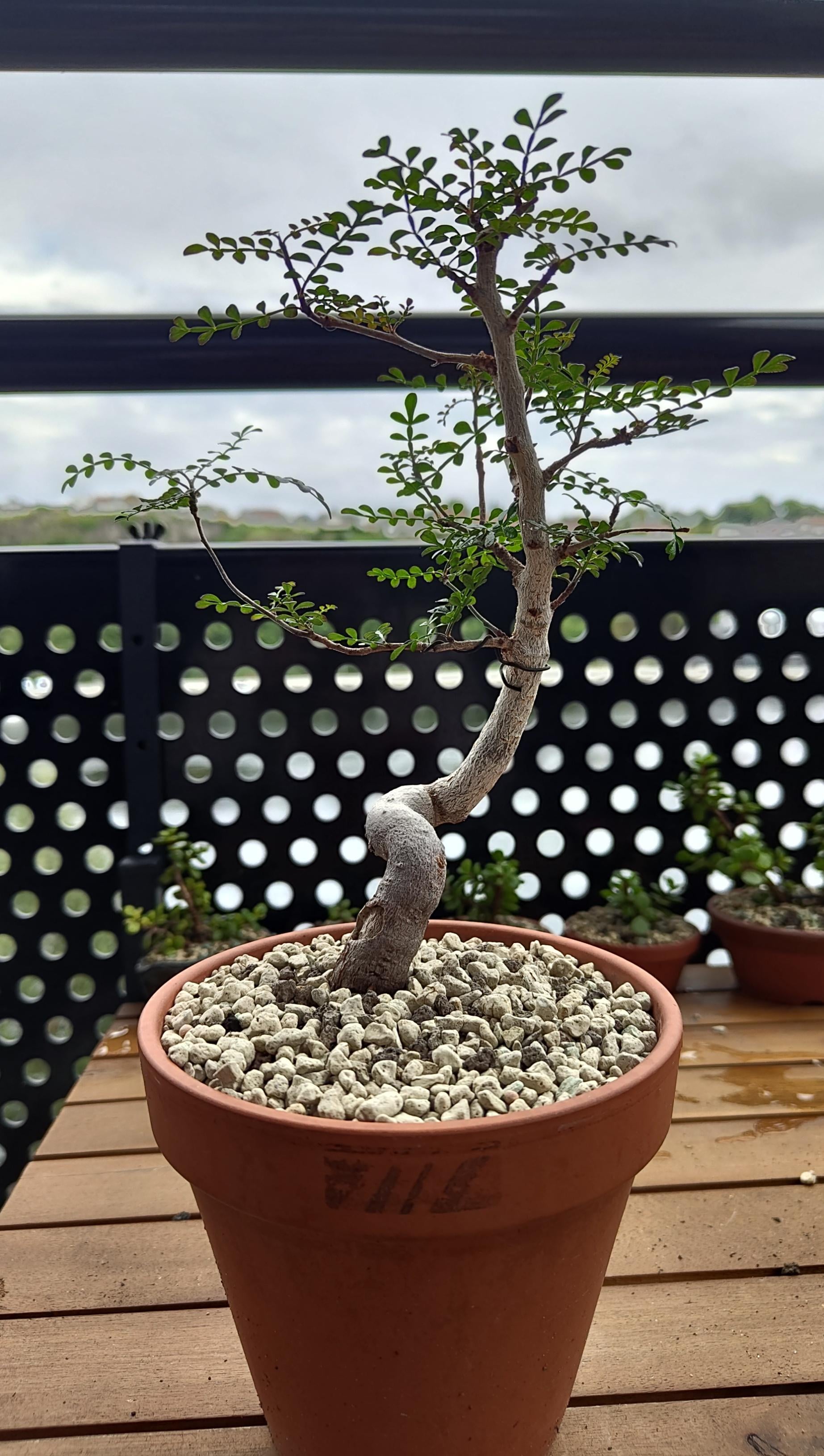 オペルクリカリア・デカリーの増やし方 : r/Caudex