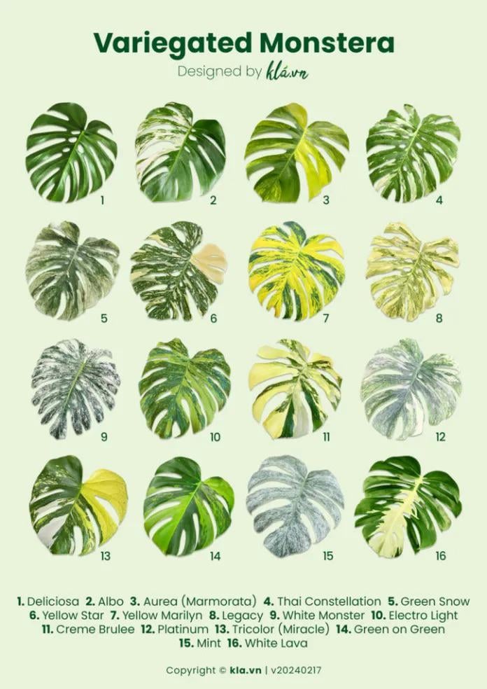 モンステラ 'レガシー' : r/RareHouseplants