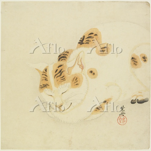河鍋 暁斎 「眠り猫」 [29333185]のアート作品 - アフロ