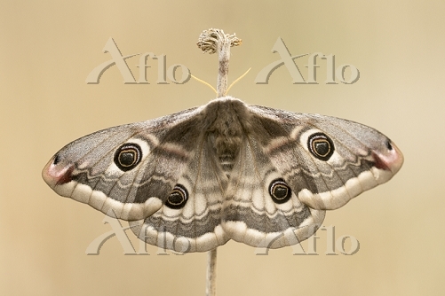 aflo_31485940.jpg