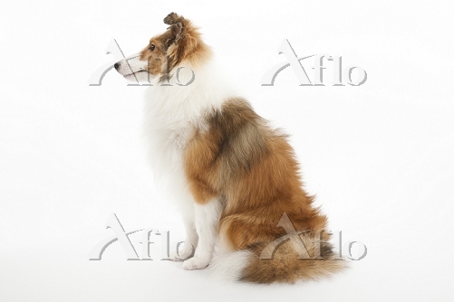 シェットランドシープドッグ 横を向いてお座りをしている犬 [30851915