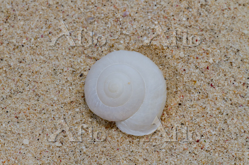 南島 ヒロベソカタマイマイの半化石 東京都 [77232605]の写真素材 - アフロ