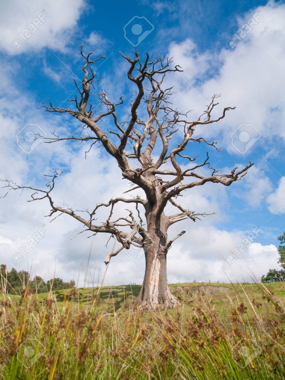 Lonely Spooky Dead Tree In A Fieldの写真素材・画像素材 Image 47375476