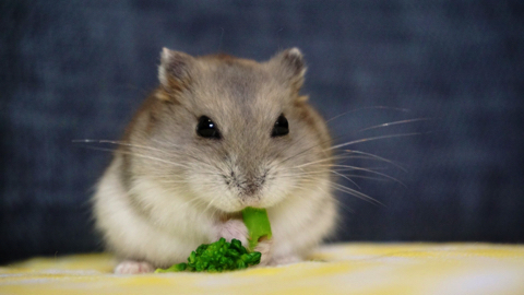 夢の中でひまわりの種を食べるハムスター 「ハッ……夢かあ……」と目を