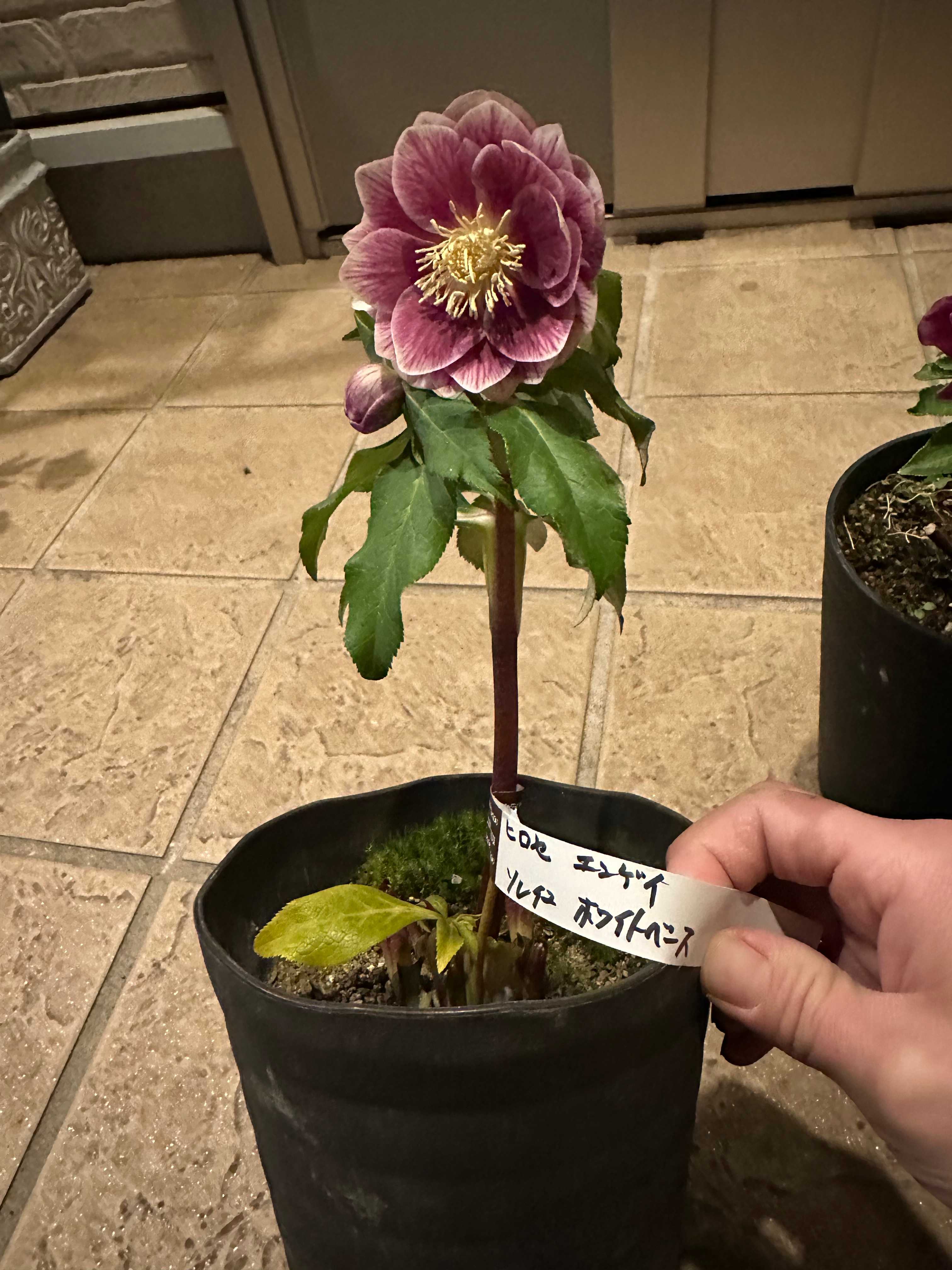 念願のソレイユ！ - クリスマスローズ大好き