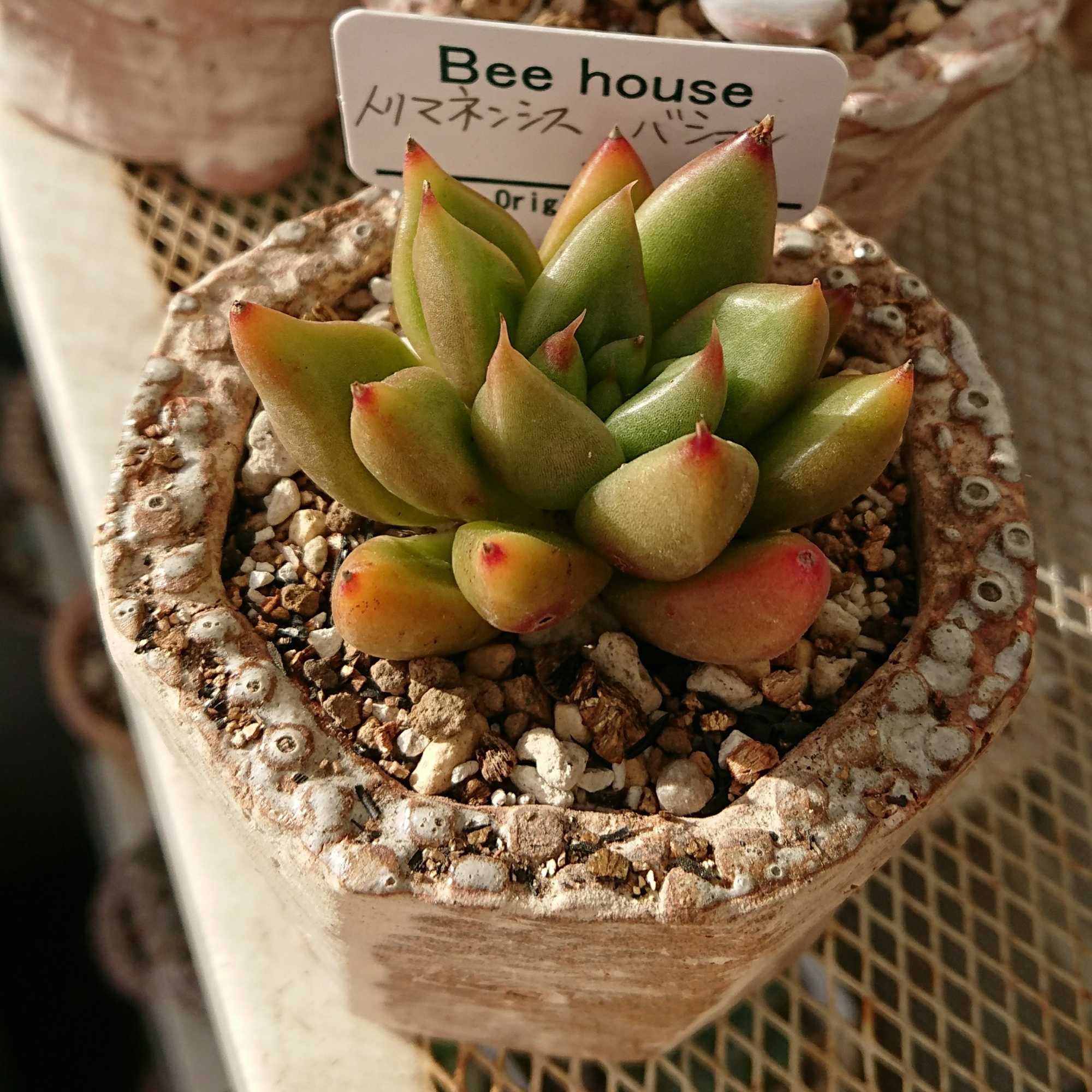 Bee house購入品の植え替え♪ - 多肉とアイスクリーム