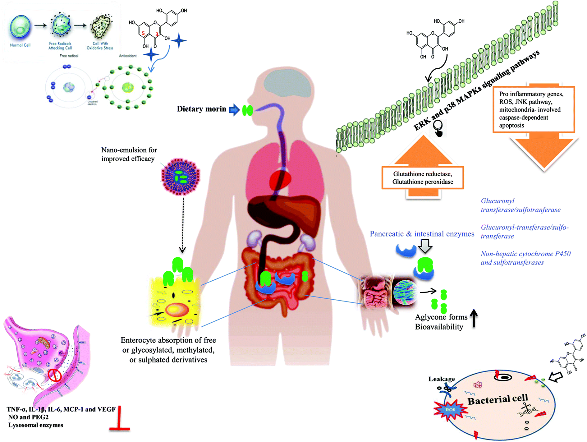 Morin as an imminent functional food ingredient: an update on its