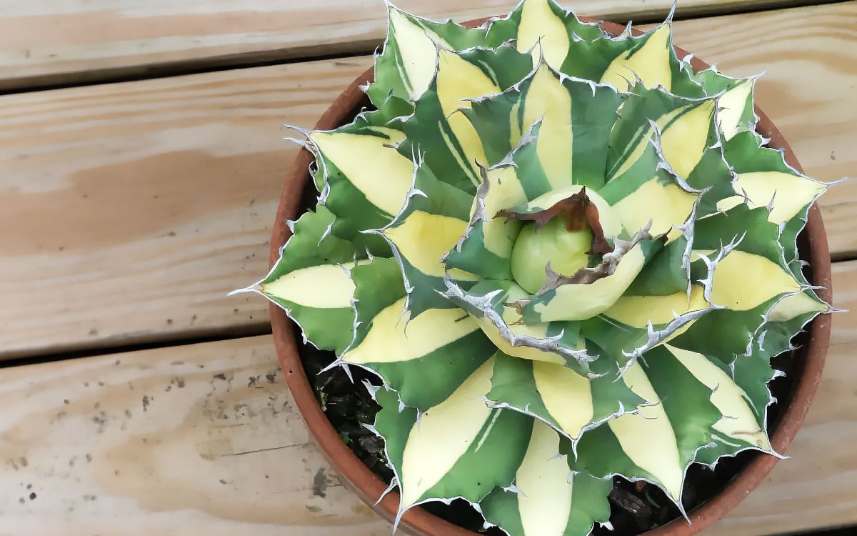 アガベ セイバートゥース Agave titanota 'Saber-toothed Tiger'｜多肉