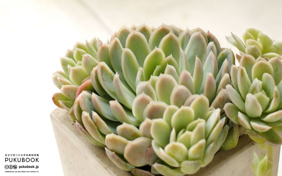 エケベリア エレガンス Echeveria elegans｜多肉植物図鑑 PUKUBOOK