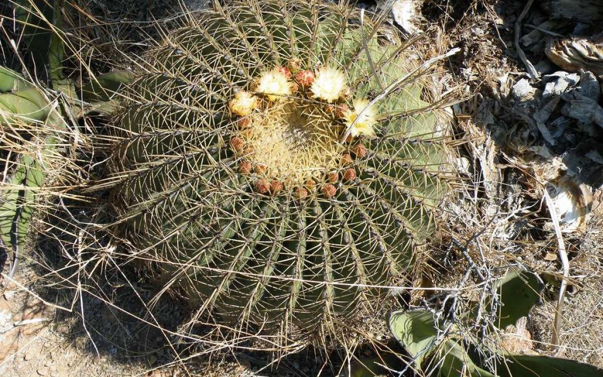 フェロカクタス 文鳥丸 Ferocactus histrix｜多肉植物図鑑 PUKUBOOK