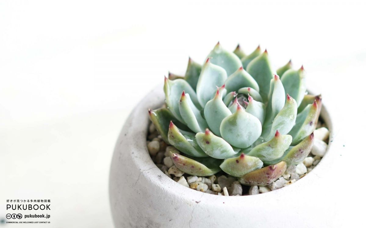 エケベリア 水蜜桃 Echeveria 'Suimitsutou'｜多肉植物図鑑 PUKUBOOK