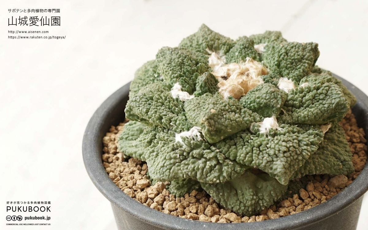 アリオカルプス ゴジラ Ariocarpus fissuratus 'Godzilla'の