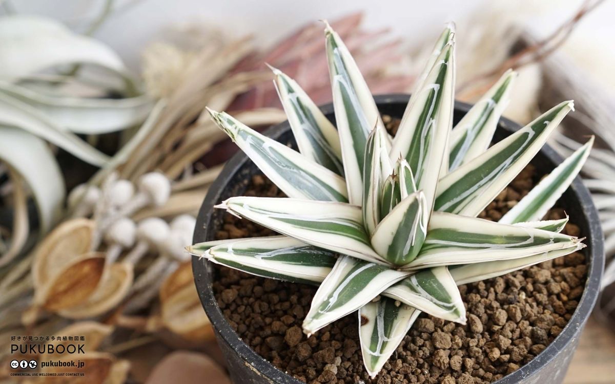アガベ 氷山（半野） Agave victoriae-reginae 'Hyouzan Hanno'｜多肉