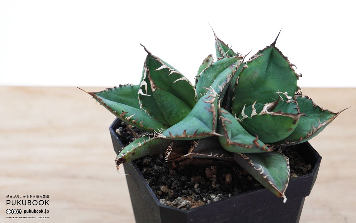 アガベ 悪魔くん Agave titanota 'Bakemono'｜多肉植物図鑑 PUKUBOOK