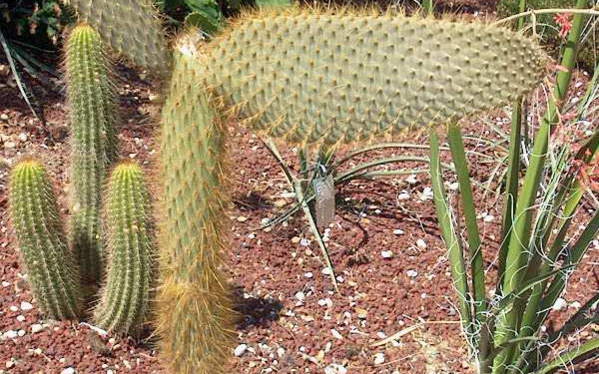 オプンチア ガラパゴス団扇 Opuntia galapageia｜多肉植物図鑑