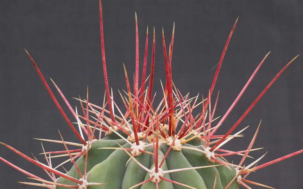 フェロカクタス 偉冠玉 Ferocactus rectispinus｜多肉植物図鑑