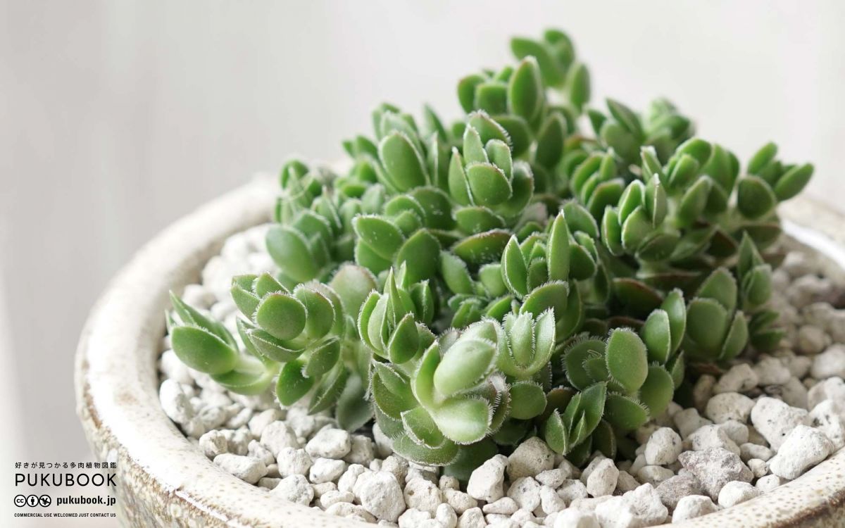 クラッスラ デービッド Crassula lanuginosa var. pachystemon 'David