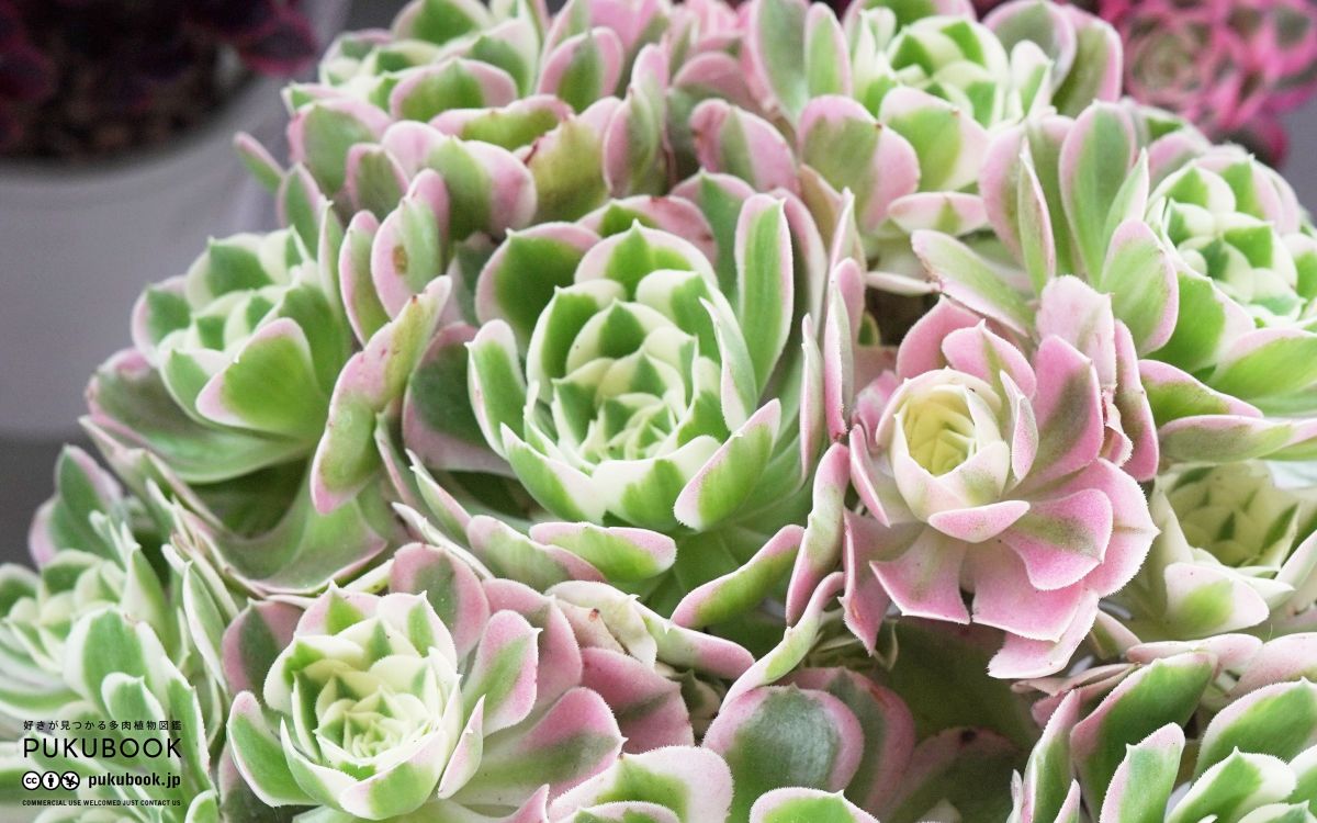 アエオニウム 白鳳錦 Aeonium 'Hakuhou'｜多肉植物図鑑 PUKUBOOK