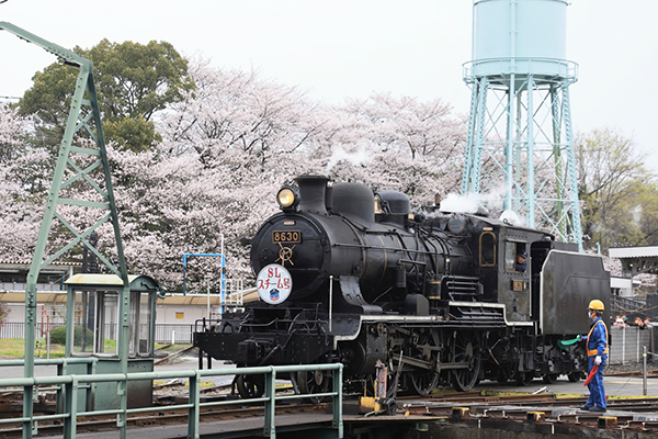 桜満開の中を走るスチーム号】今年は8620形8630号機が牽引を担当