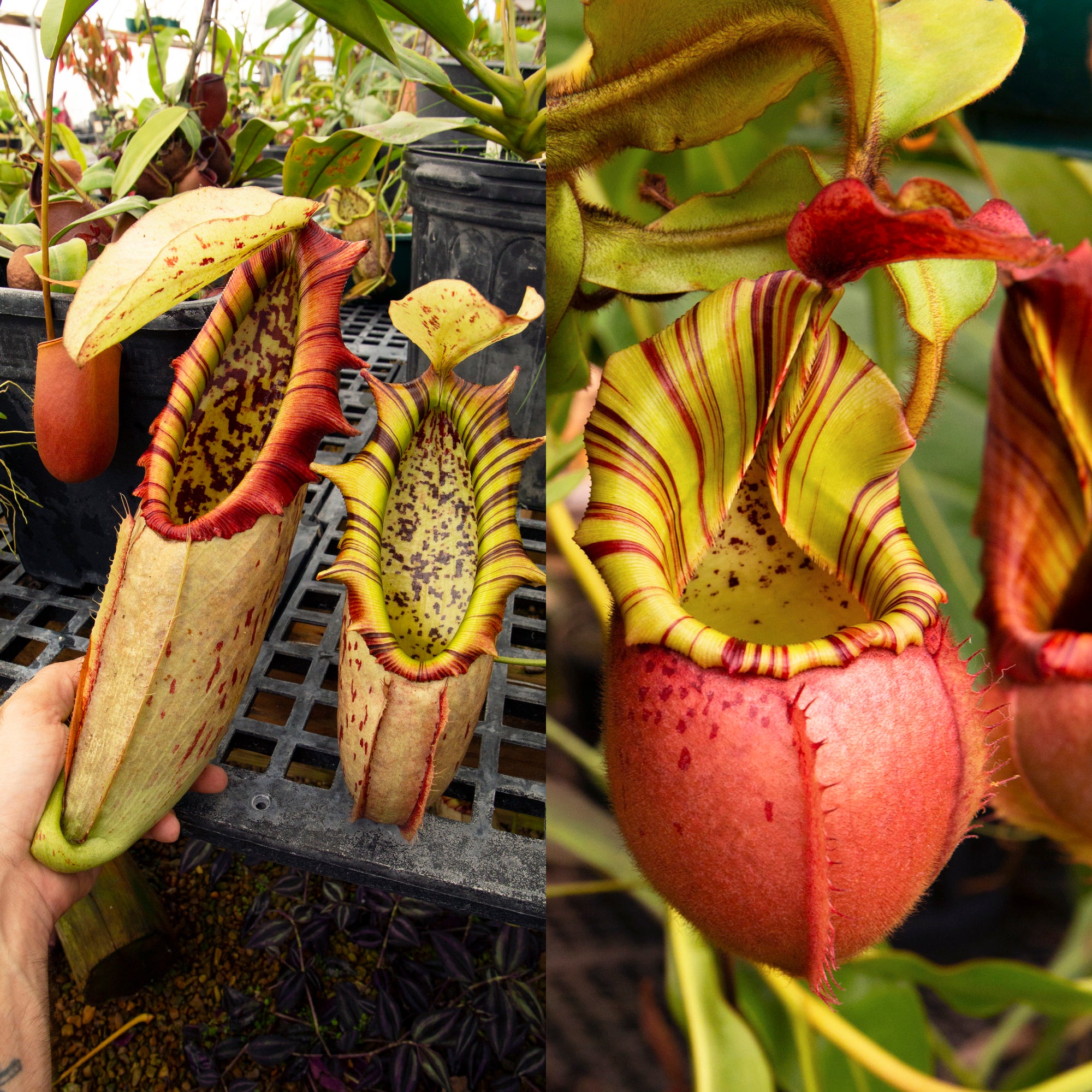 Nepenthes northiana x veitchii (m) - squat red, striped - Redleaf