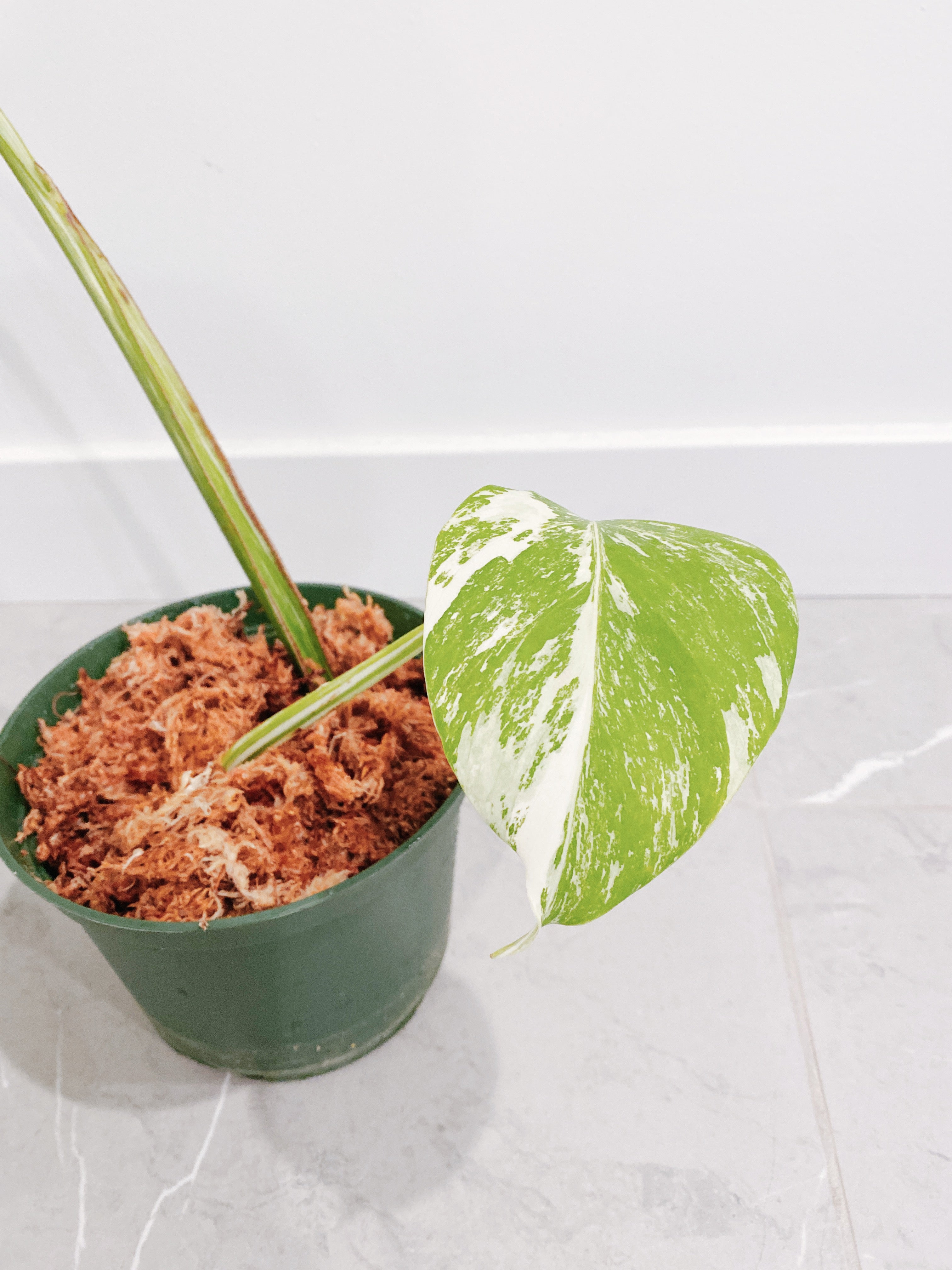 Monstera Deliciosa Albo Variegata – Rooted Hues