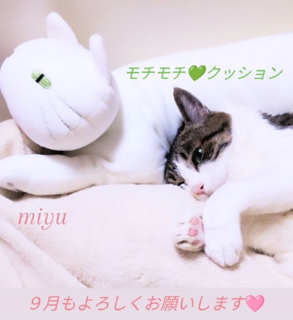 モチモチクッション (キャット2 GY) ニトリ 【玄関先迄納品】 デコホーム