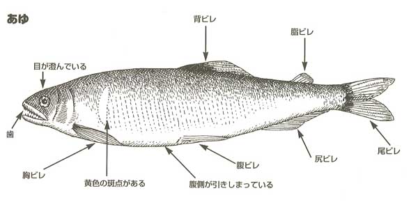 あゆ - 魚貝・海そう - 食材 - Y!きっず図鑑