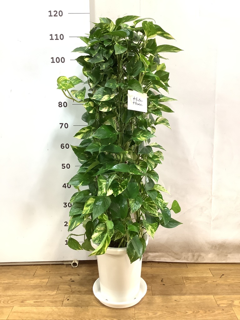 観葉植物 ポトス 8号 プラスチック鉢 | 観葉植物ならHitoHana(ひとはな)