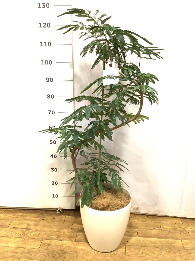 観葉植物 エバーフレッシュ 8号 曲り ビトロ エンデガ ターコイズ